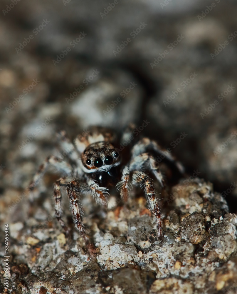 Macro Photography of Jumping Spider on Green Leaf