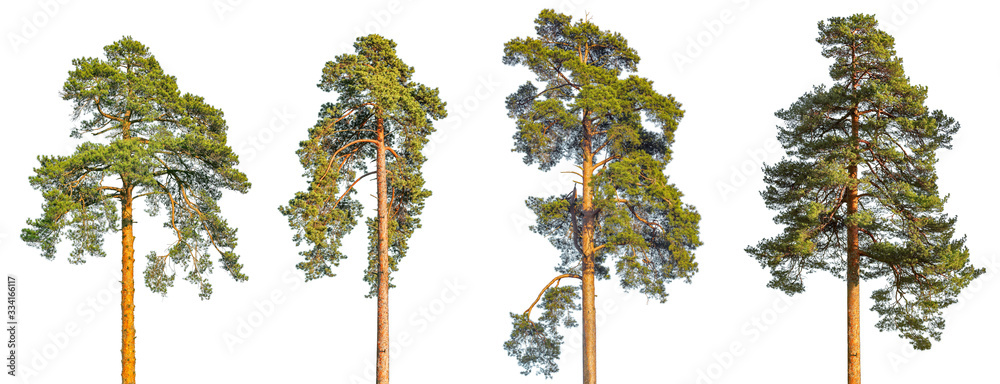 Tall pine tree on a blue sky background. - obrazy, fototapety, plakaty 