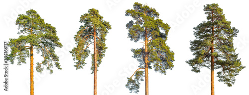 Obraz na płótnie Tall pine tree on a blue sky background.