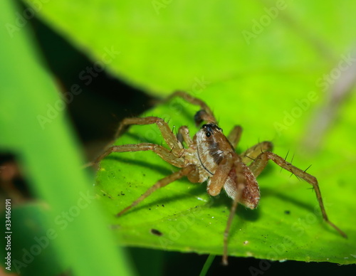 Macro Photography of Jumping Spider on Green Leaf