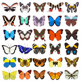 vector, isolated, butterflies, set, collection