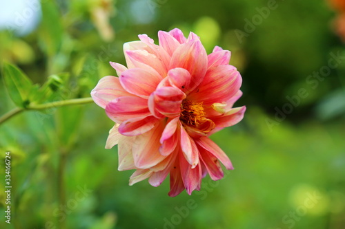 Spring time, gardens with beautiful blooming flowers. Vibrant colored Dahlias (Asteraceae).