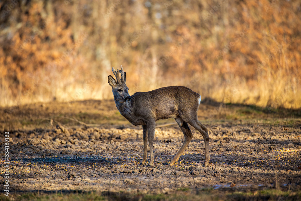 Male roe deer (roebuck) in the forest, early spring time Male roe deer (roebuck) in the forest, early spring time