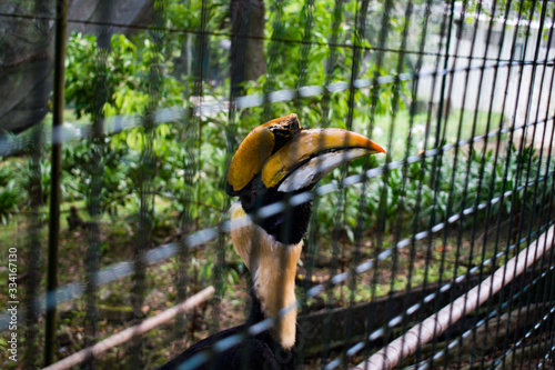 The Great Hornbill