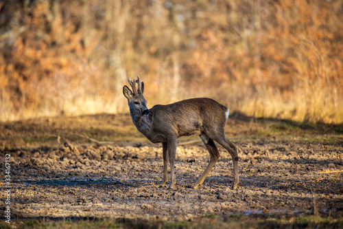 Male roe deer  roebuck  in the forest  early spring time