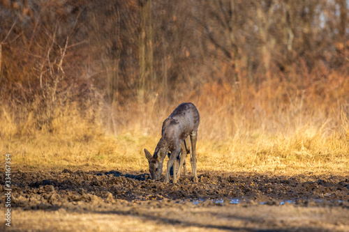 Roe deer in the forest during early spring