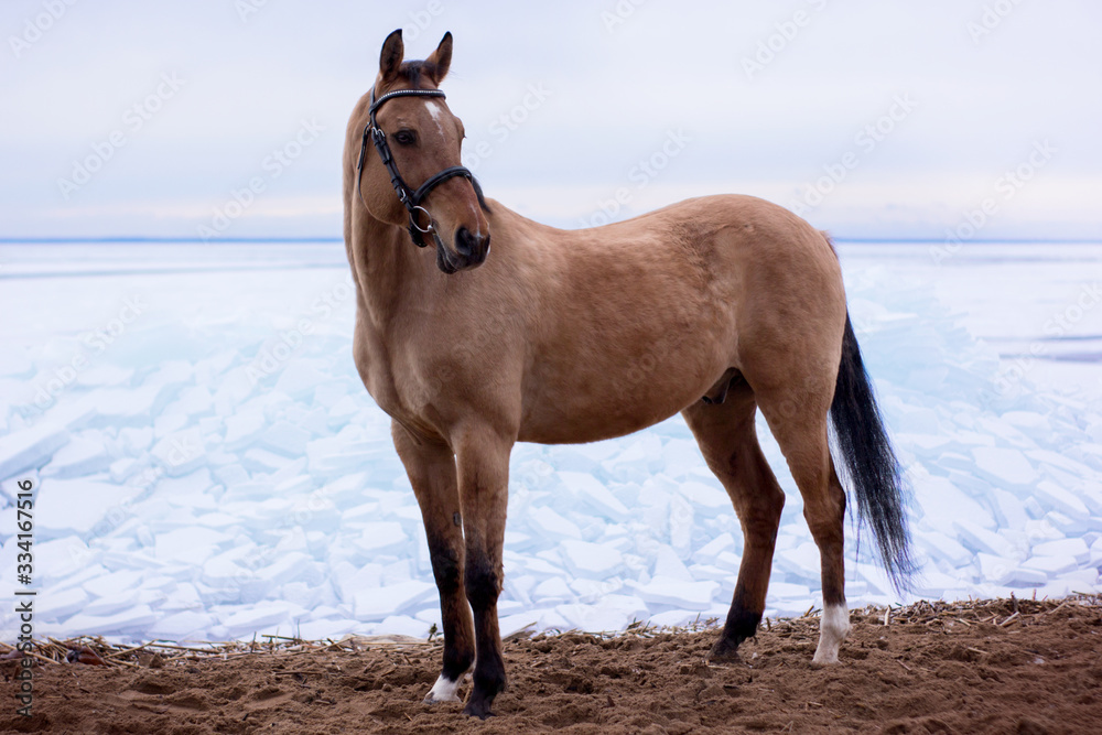 horse on background of blue sky horse on background of blue sky
