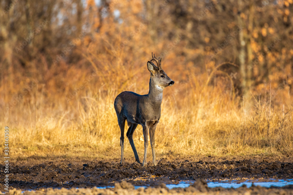 Male roe deer (roebuck) in the forest, early spring time
