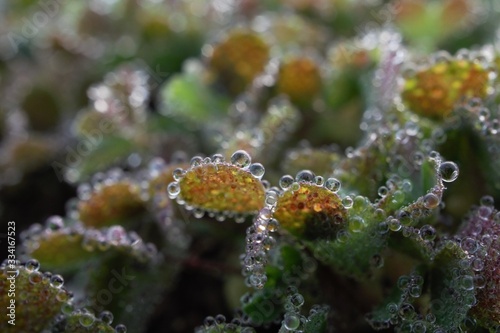 morning dew