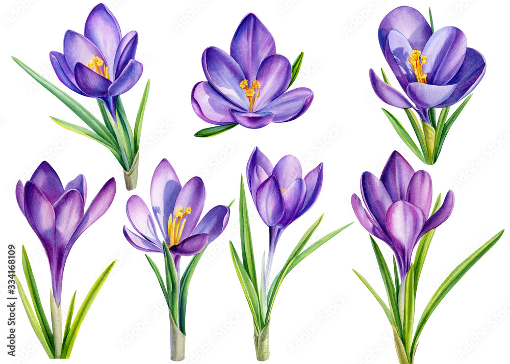 Set os purple crocus flowers, isolated white background, watercolor illustration