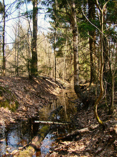 Sunlit spring forest landscape with stream and trees