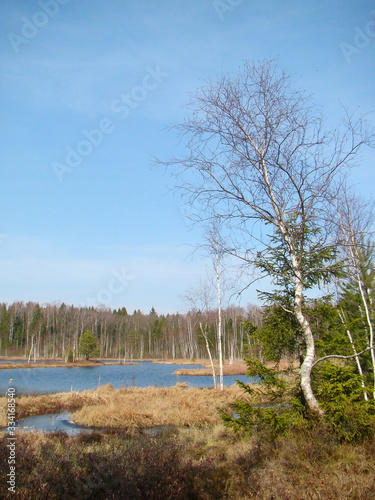 Spring forest landscape with lake, grass and trees