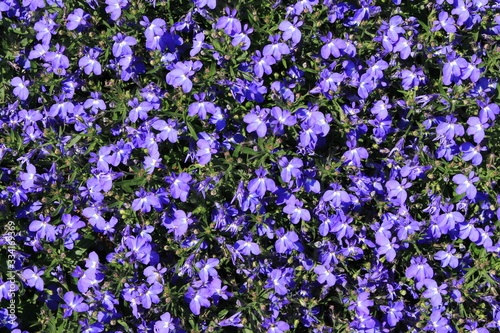 Blue  Trailing Lobelia Sapphire  flowers  or Edging Lobelia  Garden Lobelia  in St. Gallen  Switzerland. Its Latin name is Lobelia Erinus  Sapphire   native to South Africa  Malawi and Namibia.