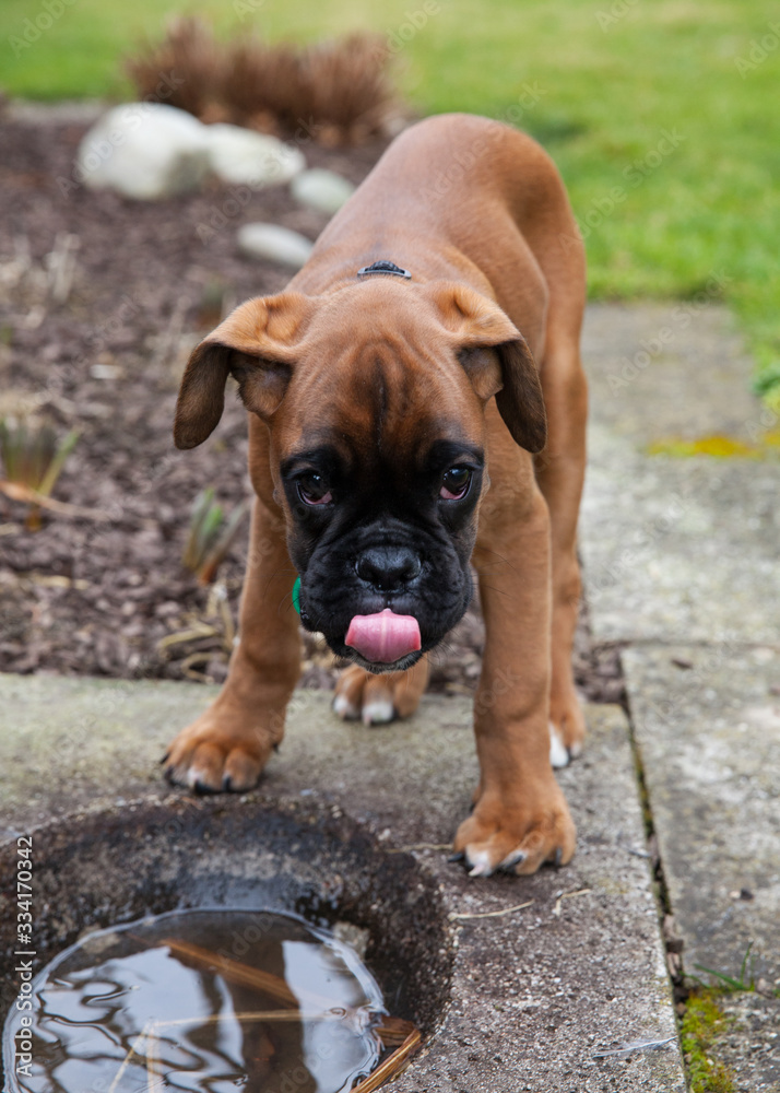 Obraz premium cute drinking german boxer puppy