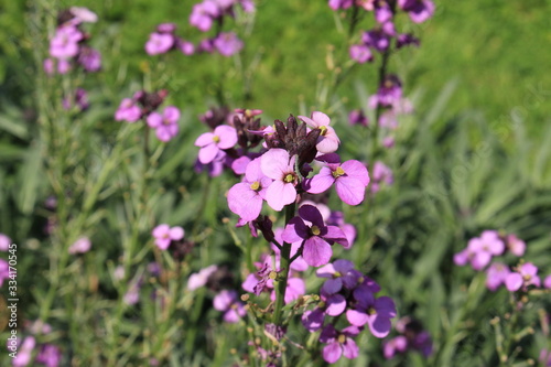 "Wallflower Bowles Mauve" in St. Gallen, Switzerland. Its Latin name is Erysimum Bicolor 'Bowles Mauve', wild variety is native to Madeira, Portugal.