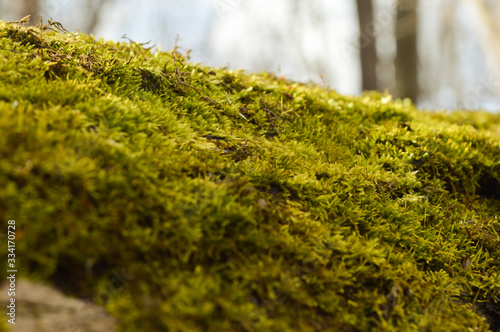 moss on a tree