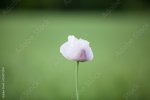 white poppy standing alone on green meadow photo