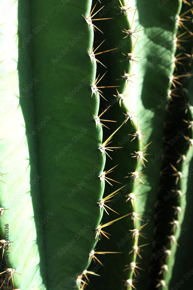 Naklejka premium Cactus closeup - Image