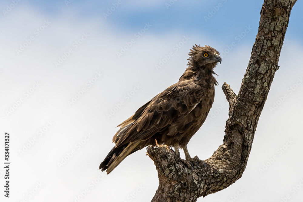 Brown snake eagle sitting on a branch in the Kruger National Park Brown snake eagle sitting on a branch in the Kruger National Park