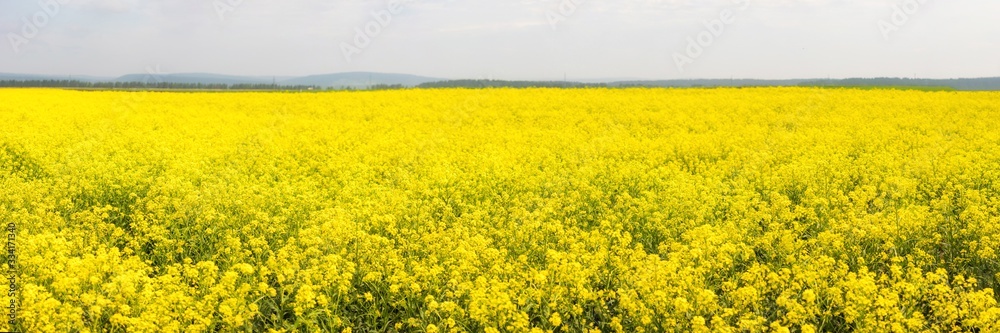Yellow colza field in the morning in the fog at sunrise landscape. Wide panorama Yellow colza field in the morning in the fog at sunrise landscape. Wide panorama