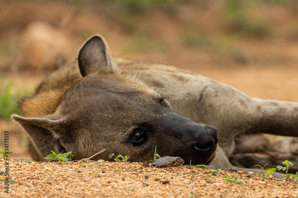 Spotted hyena sleeping on gravel road early morning, Kruger National Park Spotted hyena sleeping on gravel road early morning, Kruger National Park