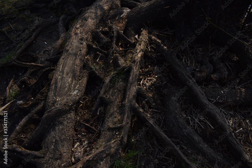 tree in forest tree in forest