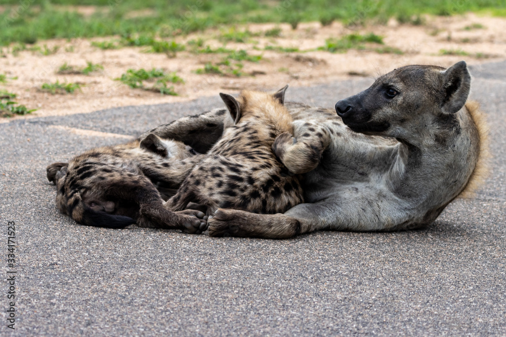 Spotted hyena mother and cubs laying on the road feeding, Kruger National Park, South Africa Spotted hyena mother and cubs laying on the road feeding, Kruger National Park, South Africa