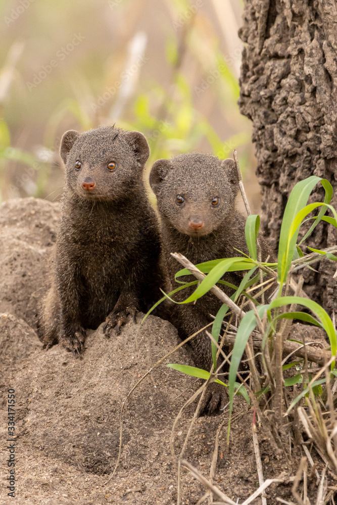 Dwarf mongoose coming out of a termite mound in the Kruger National Park Dwarf mongoose coming out of a termite mound in the Kruger National Park