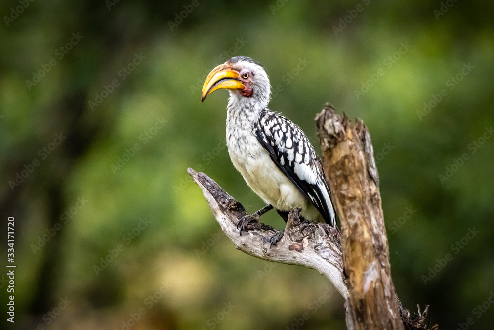 Obraz premium SOuthern Yellow Hornbill sitting on a dead tree branch in the Kruger National Park