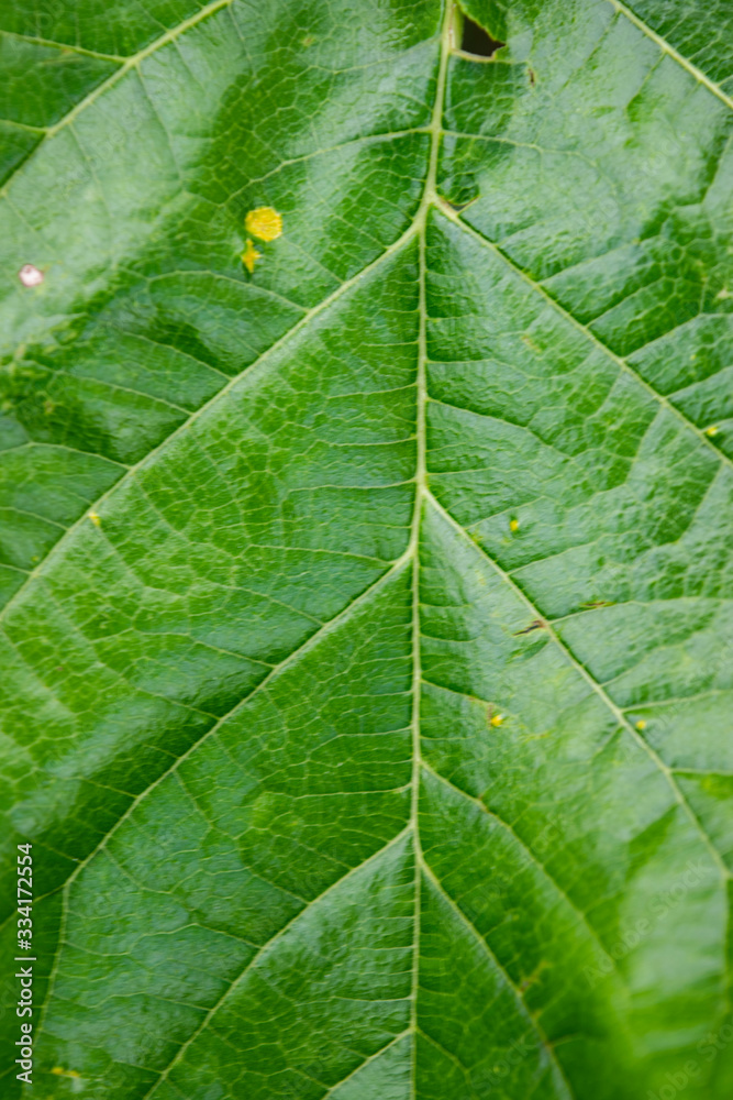 Fototapeta premium closeup of green leaf