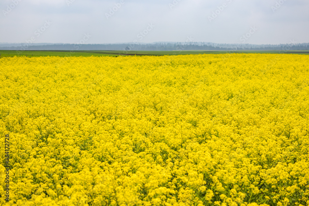 Yellow colza field and green tree in the morning in the fog at sunrise landscape Yellow colza field and green tree in the morning in the fog at sunrise landscape