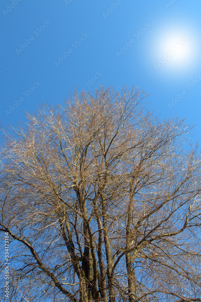 tree and blue sky,nature, winter,season, cold,branches,wood, tree and blue sky,nature, winter,season, cold,branches,wood,
