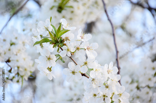 White cherry blooming closeup with selective focus. Spring blooming sakura cherry flowers branch. photo