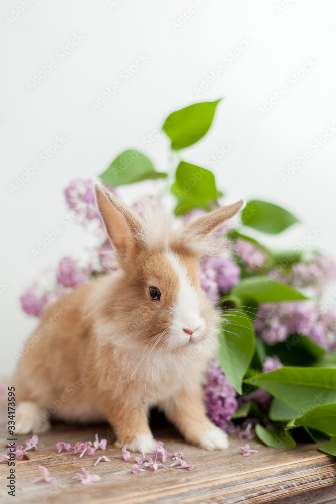 Fototapeta premium Fluffy home ginger bunny rabbit sniffing big lilac flowers bouquet. Easter symbol fluffy rabbit surrounded by spring flowers