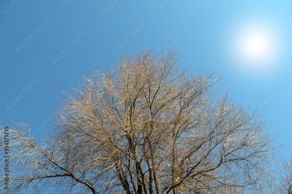 tree against blue sky,nature, winter,sun,cold,branch, season, branches, wood, tree against blue sky,nature, winter,sun,cold,branch, season, branches, wood,