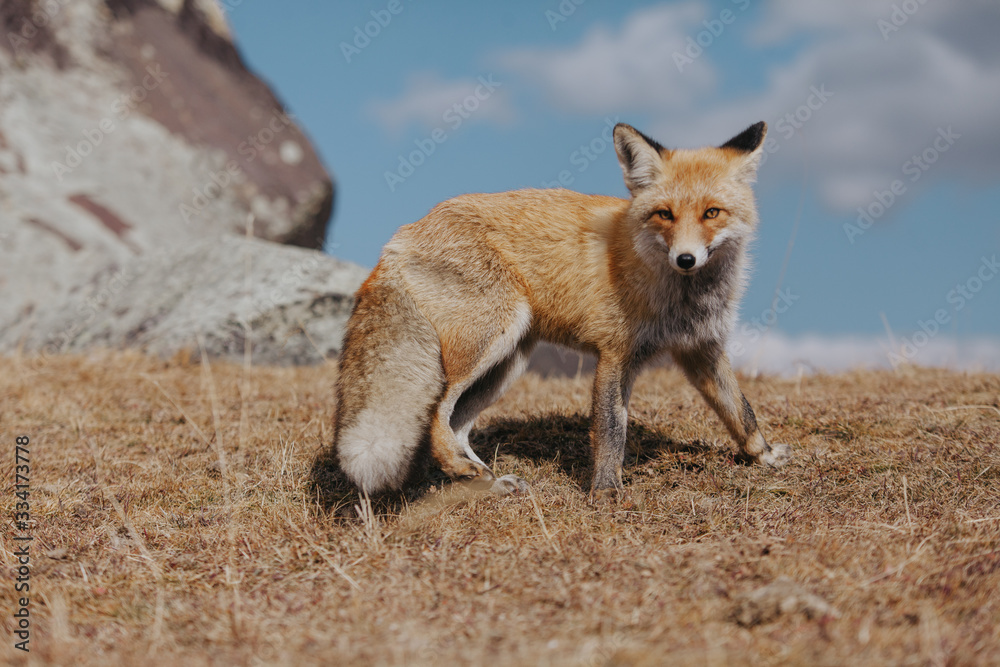 Portrait of a red fox in the natural environment