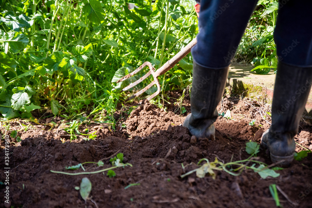 Man is digging spring soil with spading fork. Work in a garden Man is digging spring soil with spading fork. Work in a garden