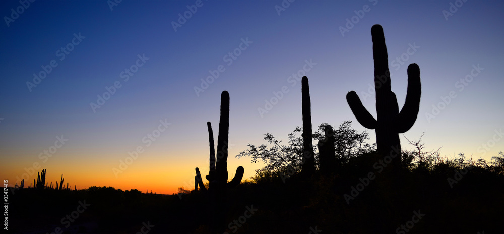 Sunrise over the Saguaro National park, Arizona 