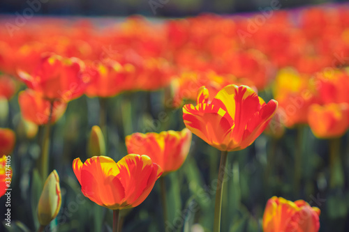 Tulip flower sea in spring  colorful and very beautiful