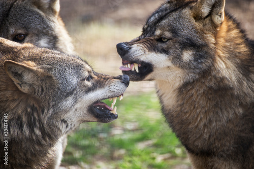 fighting wolves