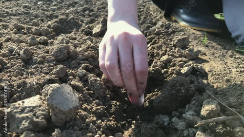 Planting garlic bulbs in the garden