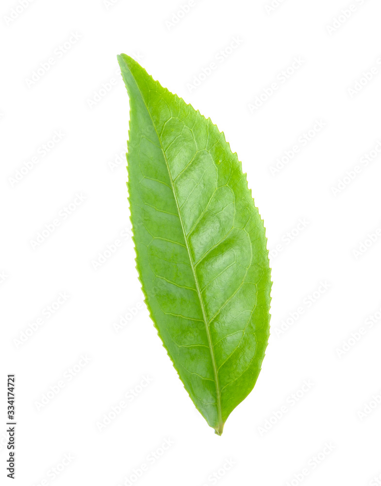 Obraz premium green tea leaf isolated on white background