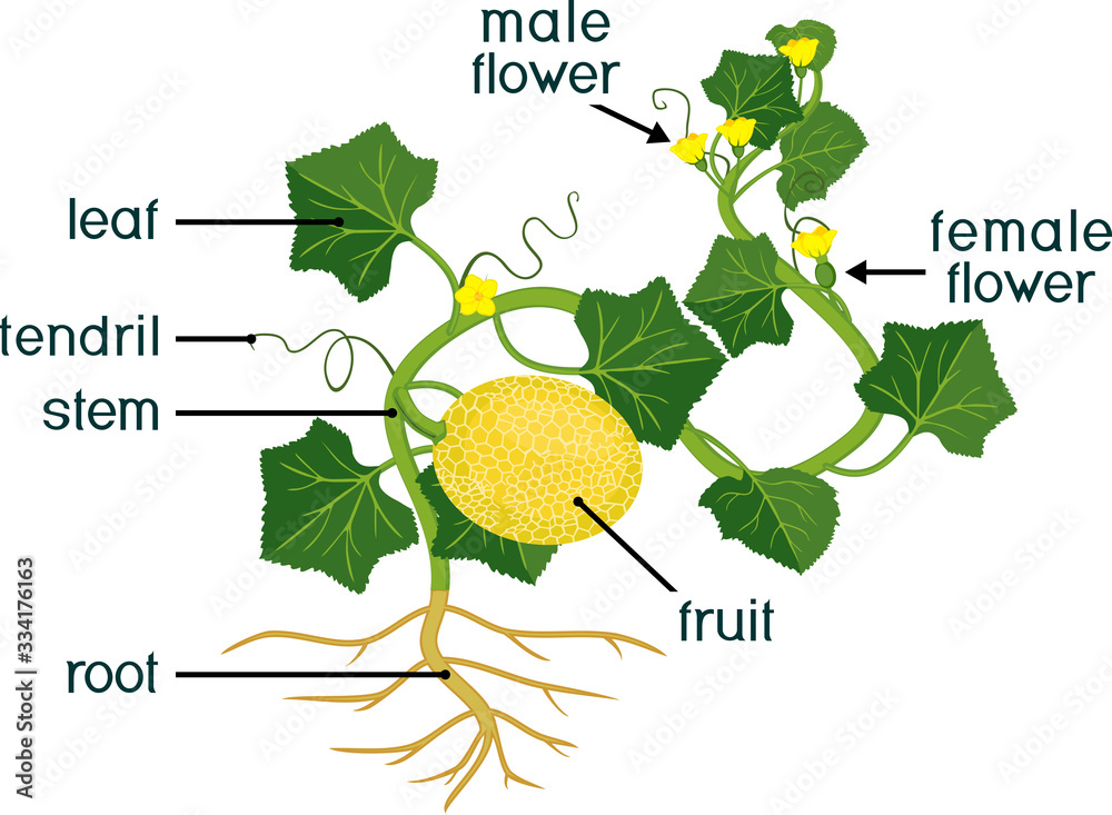 Parts of plant. Morphology of melon plant with fruits, flowers, green