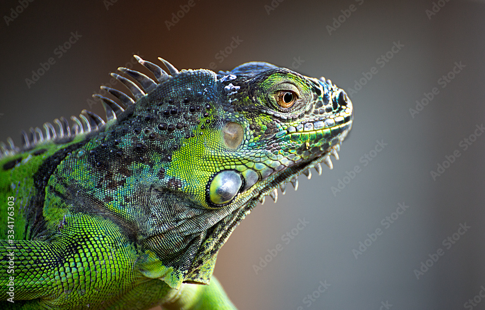 Fototapeta premium iguana with colored skin