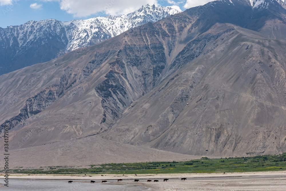 Fototapeta premium Cattle Wakhan Corridor