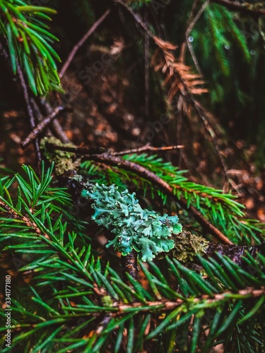 Emerald moss on a wet tree