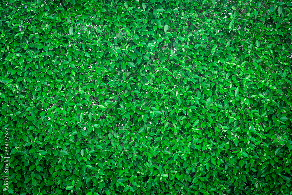 Closeup group of green leaves texture background. Closeup group of green leaves texture background.