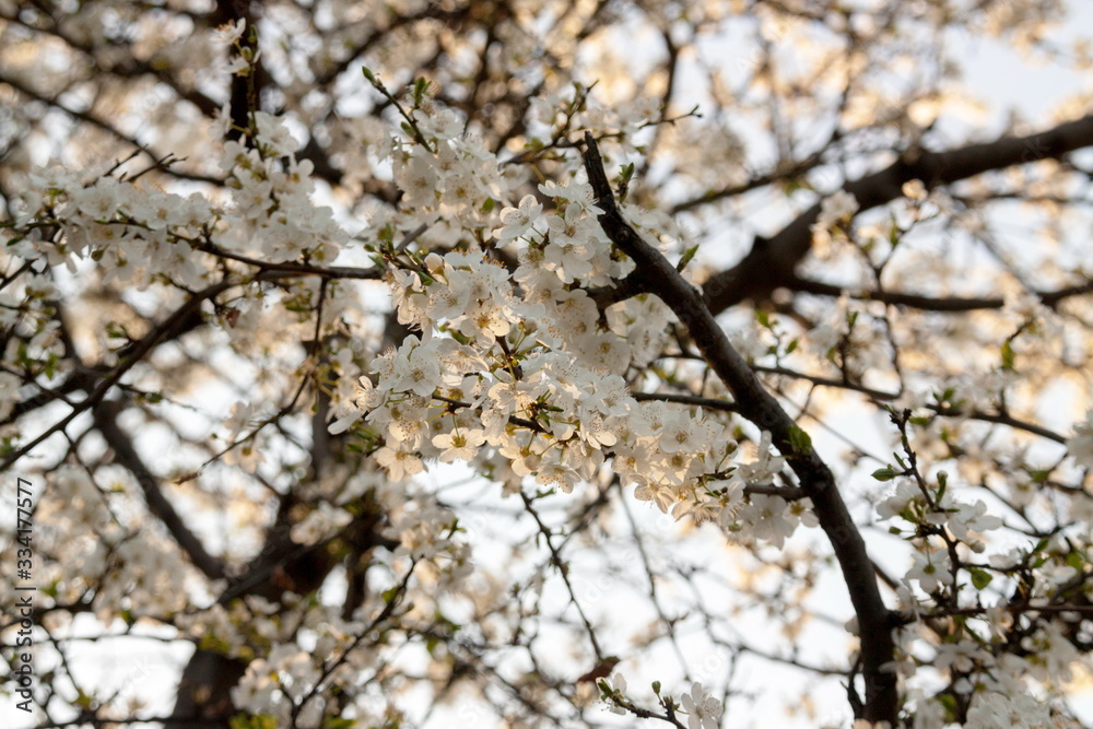 Blossom apricot flowers in the spring Blossom apricot flowers in the spring