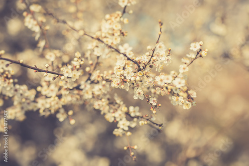 Flowers of the cherry blossoms on a spring day © R_Szatkowski