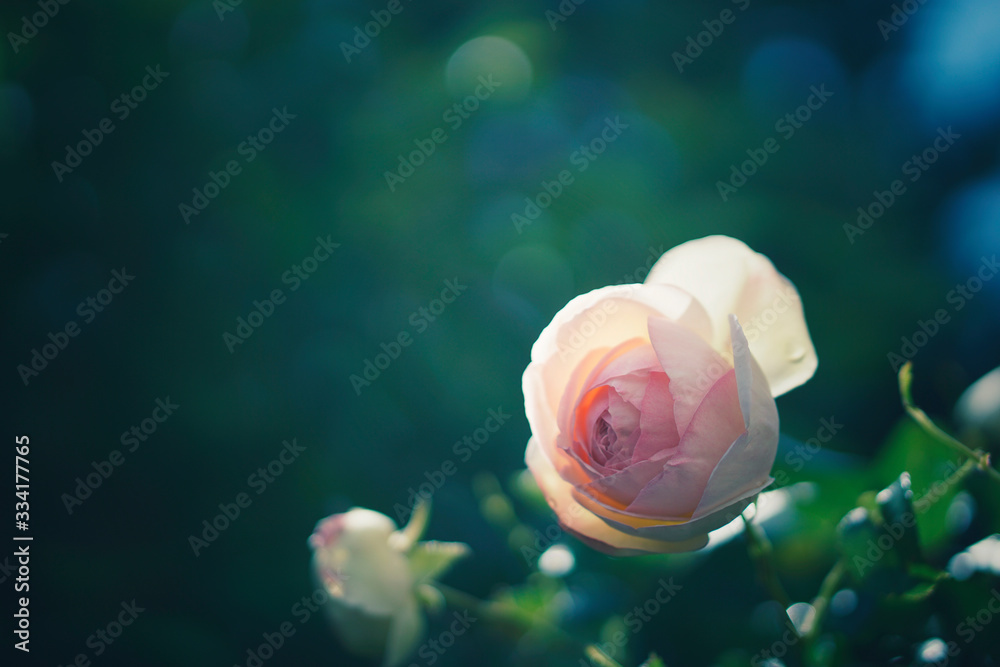 Rose bud in spring, closeup